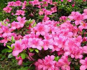 家庭里杜鹃花的养护（图）