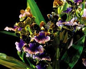 接瓣兰的介绍与养护要点