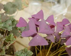 新买的紫叶酢浆草怎么养