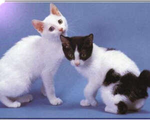 美国短尾猫喂食要求