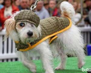 怎么样能让狗狗装扮更有个性?