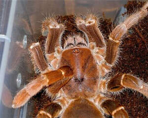 铁锈红巴布的饲养知识