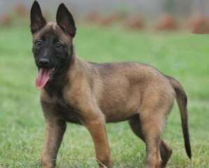 中国马犬