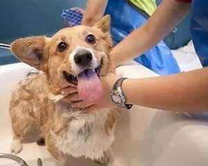 狗狗害怕洗澡怎么办？怎么让狗狗习惯洗澡