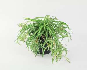 吊兰繁殖方法有哪些