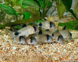 如何分辨鼠鱼雌雄