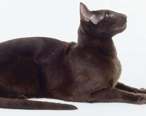 哈瓦那猫的喂食要点