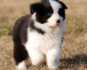 小狗驱虫可能有哪些问题