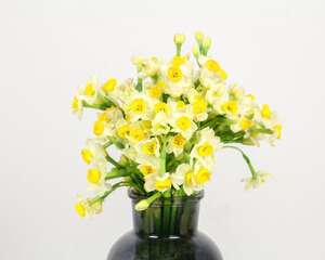 水仙花花语和象征，送水仙花代表什么含义