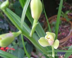 绿光登梅