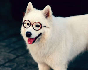 养萨摩耶犬要注意哪些要素