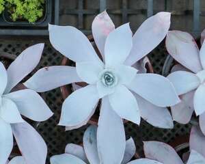 多肉叶子变软怎么回事