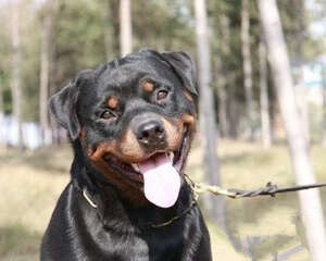 环境改变后该如何护理狗狗