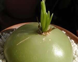 大苍角殿的日常养护方法