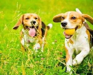 犬瘟之后再养狗要怎么办？