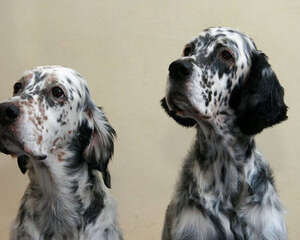 英国雪达犬的性格特点