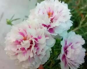 这花枝条剁8段，沾土就能活，3天生根7天开花！