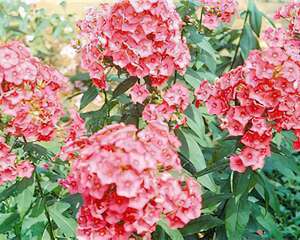 夏秋季观赏植物–宿根福禄考
