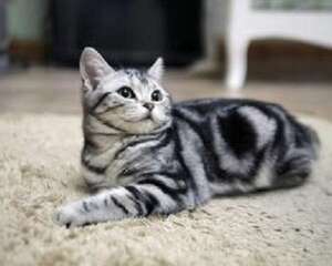 小猫吃什么？猫吃什么能长胖？