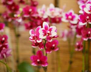 养蝴蝶兰用什么土最好，新买的蝴蝶兰怎么栽