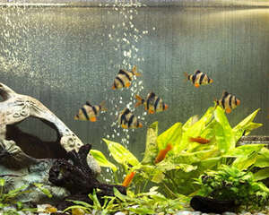 液态硝化菌该如何选择