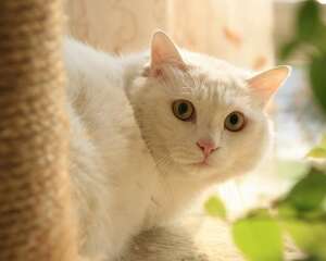 帮猫咪进行日常减肥的方法