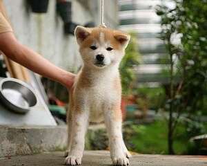 秋田犬的牙齿该怎么护理