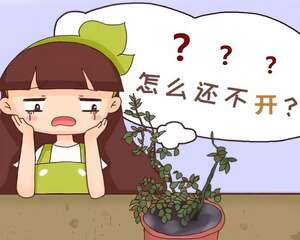 室内光照差，千万别养这6种花，养再久也不开花！