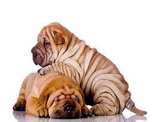 沙皮狗好养吗？沙皮狗饲养注意事项