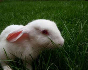 夏季饲养小白兔的注意事项