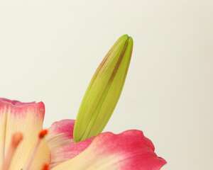 百合种球怎么浇水，百合可以水养吗