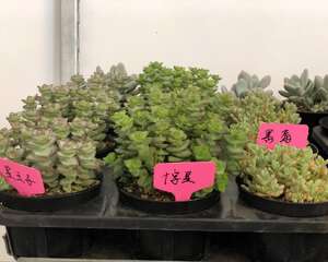 多肉植物如何长成大个子