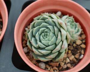 新陶盆和老陶盆哪个适合多肉