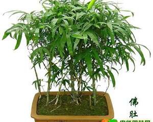 佛肚竹竹枝扦插繁殖技术