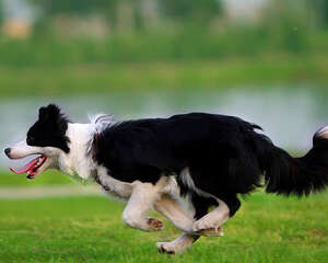 可以喝的狗粮？