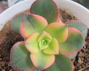 红缘莲花掌图片
