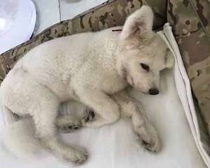 狗狗咳嗽的原因是什么？