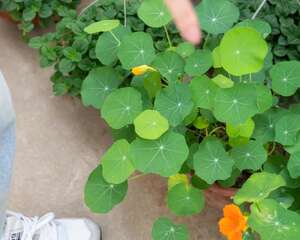 旱金莲四季养护方法