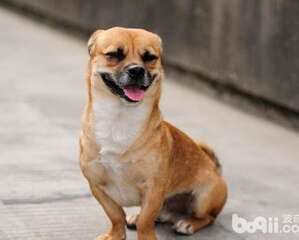 狗狗有体味，让狗狗味道不那么重的方法有哪些？