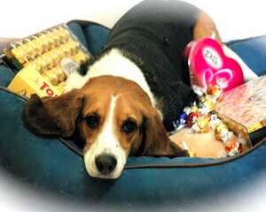 狗狗误食巧克力后应该如何处理？