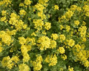 油菜花冬季开花吗
