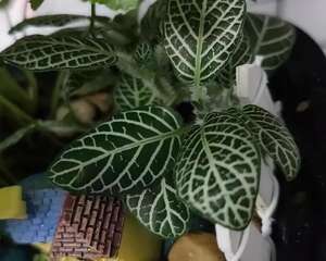 这花真好养，叶子沾点水，7天爆满一大缸！