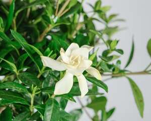 栀子花浇水太多会死吗，栀子花平时怎么浇水