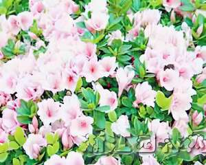 杜鹃花蕾期管理要点（图）