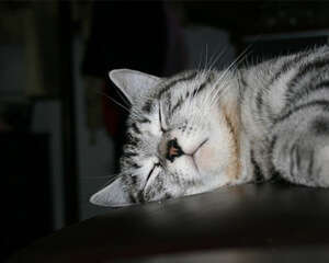 嘴上无毛，办事不牢 ——拥有大作用的猫咪胡须