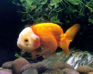 观赏鱼肠炎的分类介绍