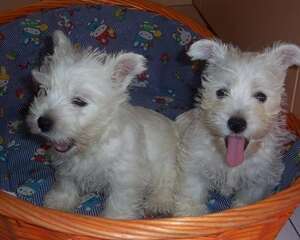 西高地白梗的饲养要点