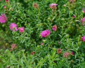 菊花里面的小黑虫是什么，怎么去除