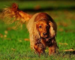 英国可卡犬性格特点