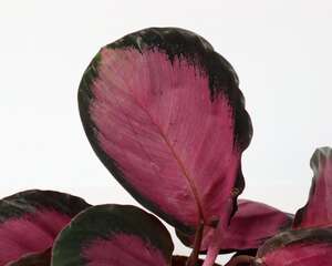 肖竹芋的养殖方法及注意事项